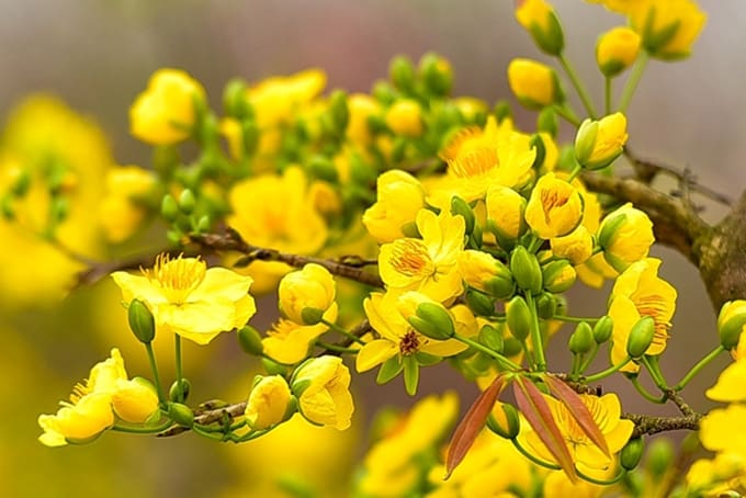 loài hoa ngày tết ở miền tây