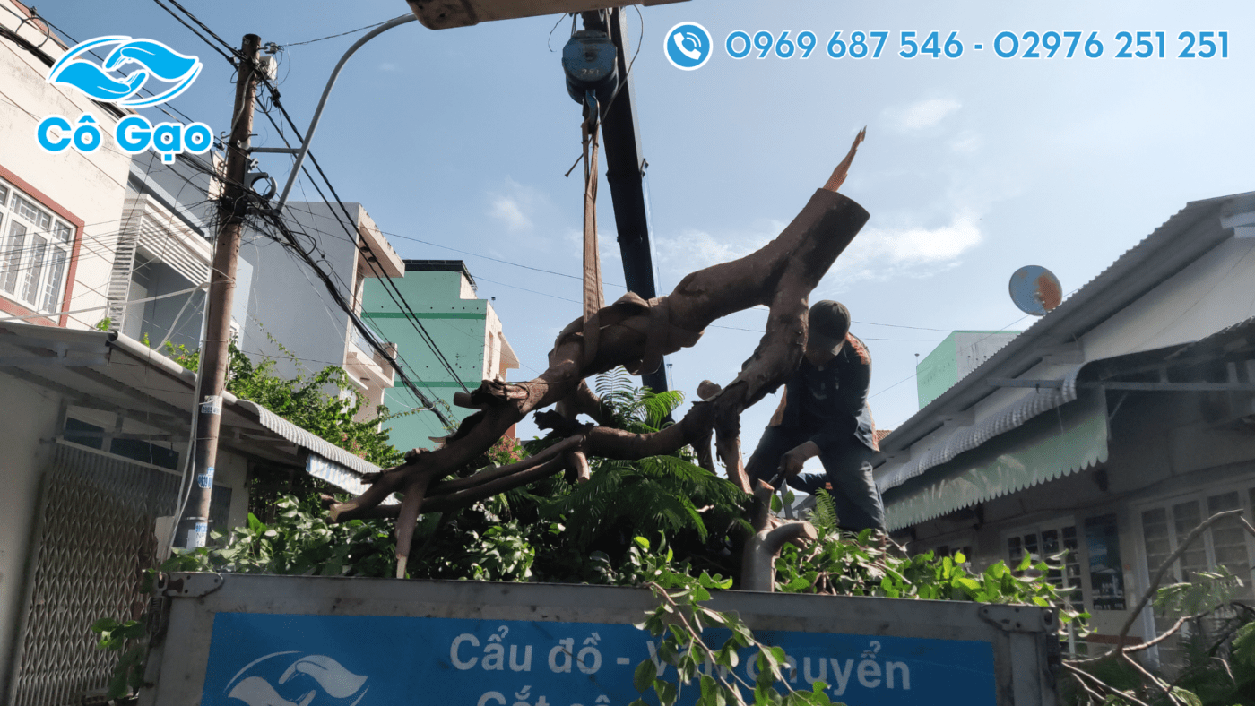 đốn hạ cây xanh tại Rạch Giá