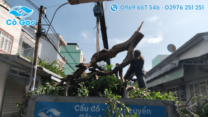 đốn hạ cây xanh tại Rạch Giá