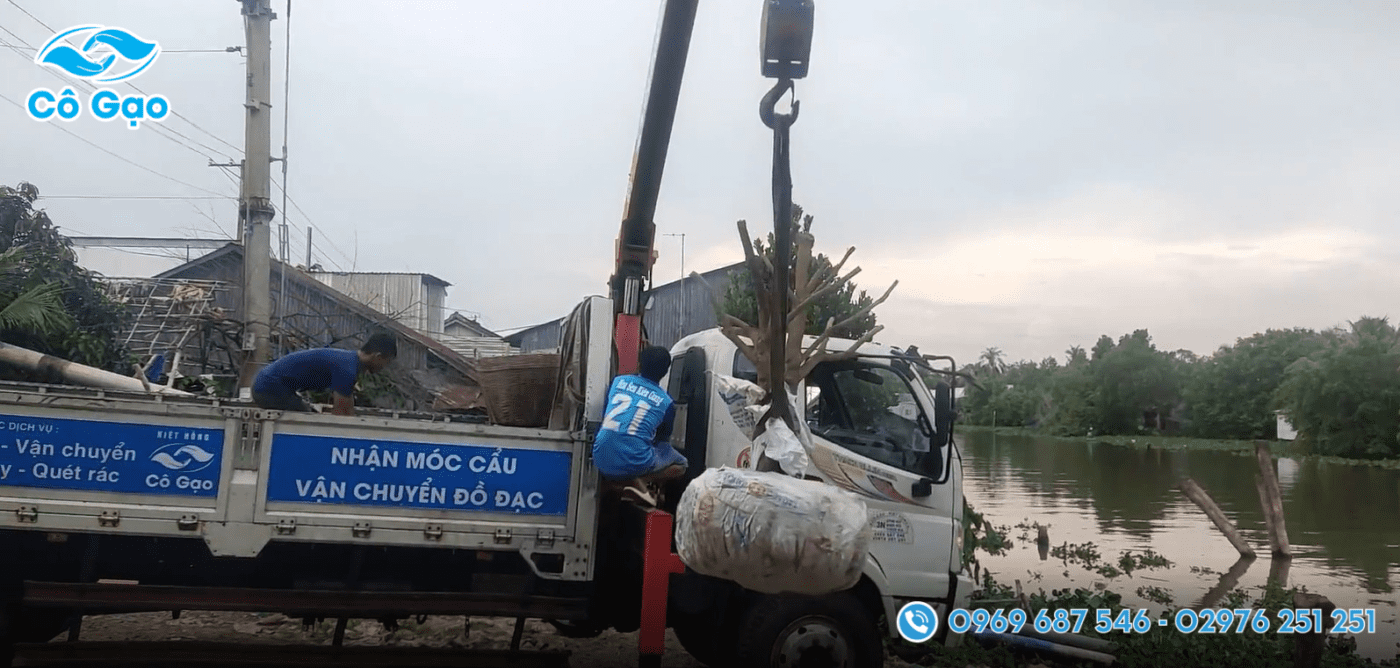 di dời cây tại rạch Giá
