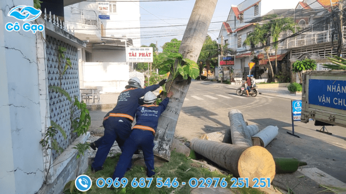 đốn hạ cây xanh tại Châu Thành