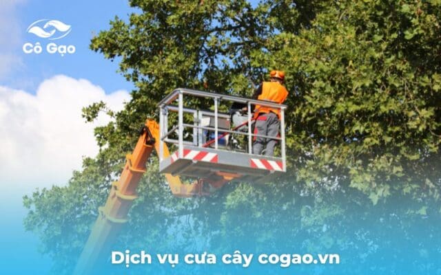 Dịch vụ cưa cây chuyên ngiệp Cô Gạo